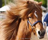 Lif von Heidmoor Stuten FEIF